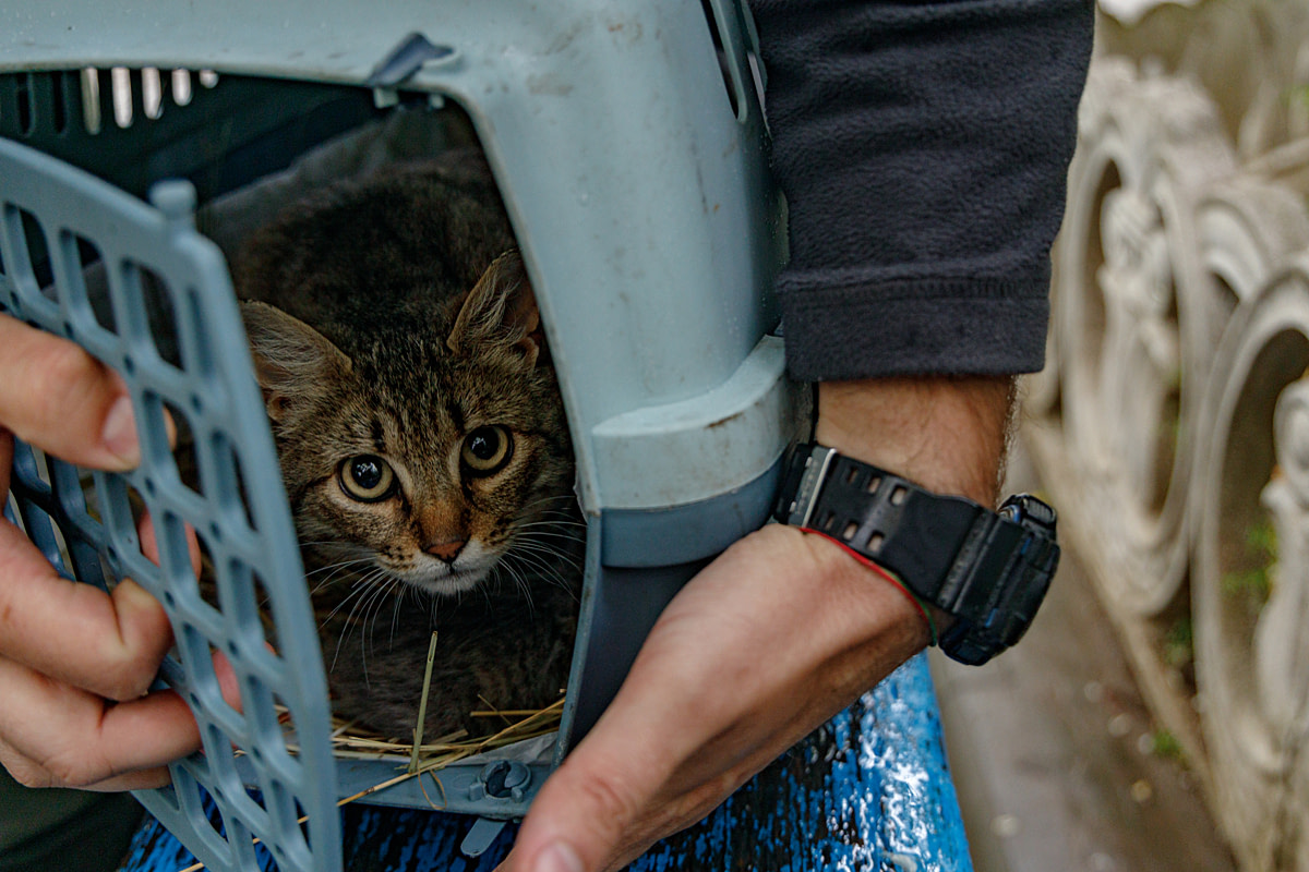 A pregnant cat being evacuated during the Russia-Ukraine war makes eye contact from her cat carrier. She had lived with the military and is now being transported to an animal shelter in another location. Ukraine, 2024. Anzhelika Kozachenko / UAnimals / We Animals Media