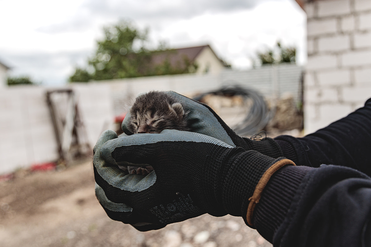 A newborn kitten rests in hands of UAnimals evacuation team member Vlad. The kitten was accidentally discovered inside a box in a barn, where his mother had given birth apparently only hours before. Both the kitten and his mother were evacuated. Ukraine, 2024. Anzhelika Kozachenko / UAnimals / We Animals Media