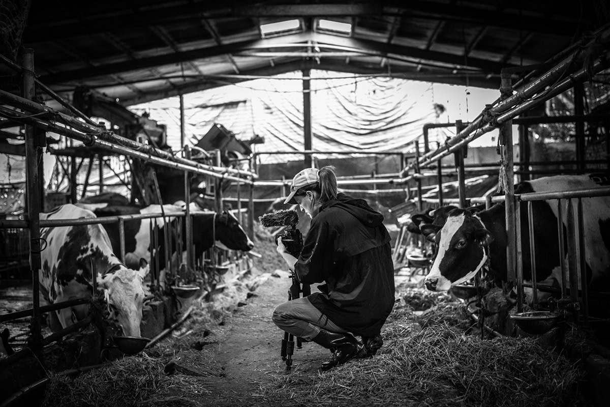 DairyFarmTethering_Taiwan_JMcArthur_2019-0201