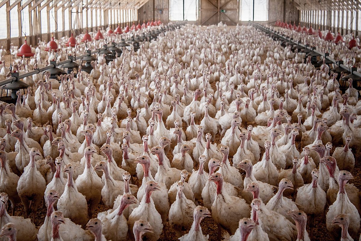 Turkeys close to slaughter age are crowded into a shed with little room to move at a feedlot. Chile, 2012. Gabriela Penela / We Animals Media