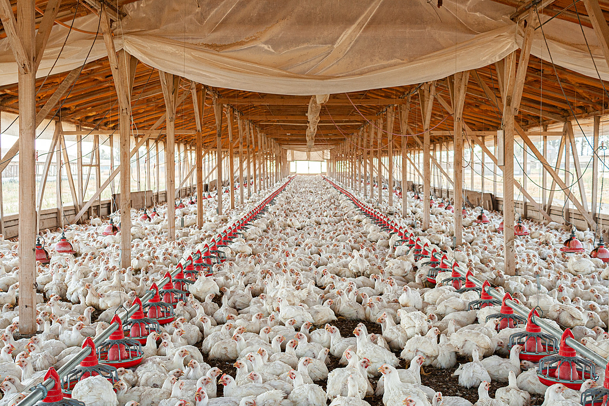 In this cage-free poultry farm in Chile, hundreds of hens are packed tightly into the limited space. The industry refers to chickens raised for meat as "broilers". Chile, 2012.  Gabriela Penela / We Animals Media