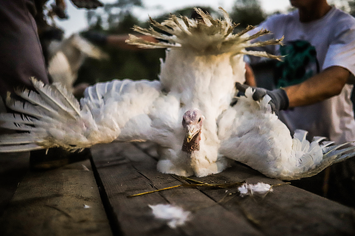 Turkeys on industrial farms are raised to have massive muscling that prevents natural mating, so they must be artificially inseminated to breed. Poland, 2000. Andrew Skowron / HIDDEN / We Animals Media