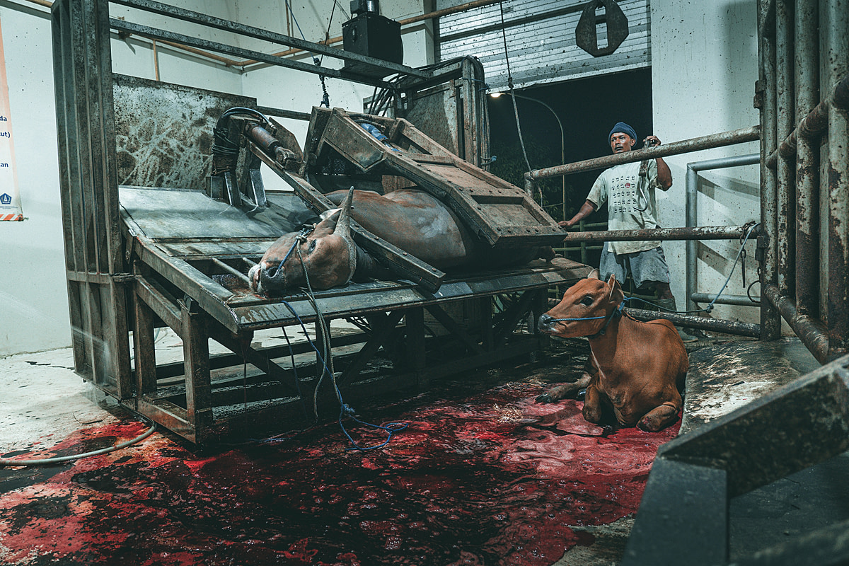 A calf lays on the bloody kill floor of a slaughterhouse in Indonesia and watches as another cow bleeds out just a few inches away. Indonesia, 2019. Seb Alex / We Animals Media