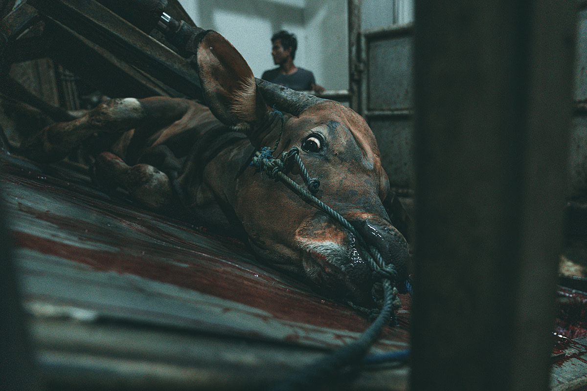 A terrified cow, restrained by machinery, is tied down at a slaughterhouse in Indonesia where she will have her throat slit. Indonesia, 2019. Seb Alex / We Animals Media
