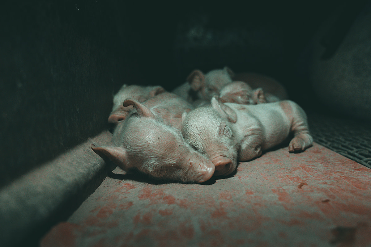 Several piglets huddle on the floor of pig farm in Australia and go to sleep. Australia, 2019. Seb Alex / We Animals Media