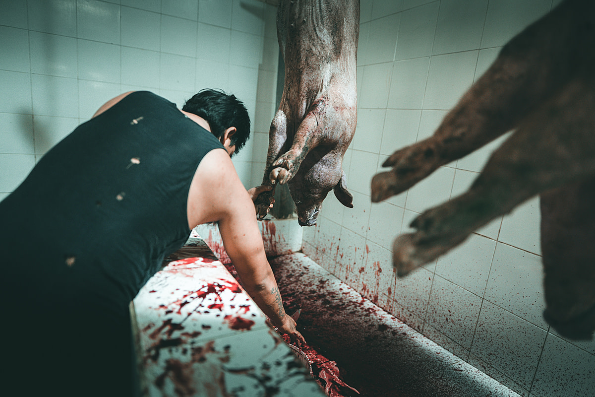 A worker at a slaughterhouse in Indonesia puts a bucket under a pig's corpse to collect the blood. Indonesia, 2019. Seb Alex / We Animals Media