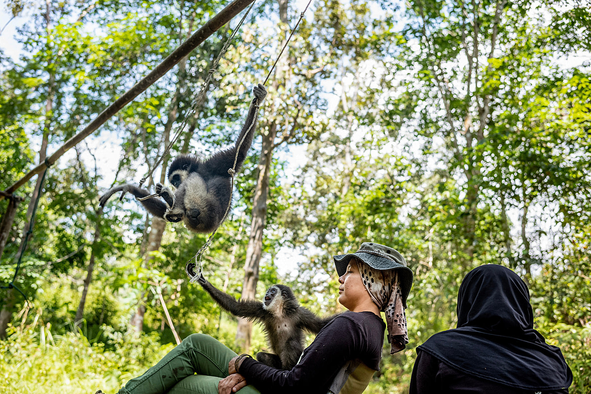 Bam and her team of volunteers look on as her infant gibbons play in the jungle at an undisclosed location in Malaysia. Malaysia, 2019. Justin Mott / Kindred Guardians Project / We Animals Media