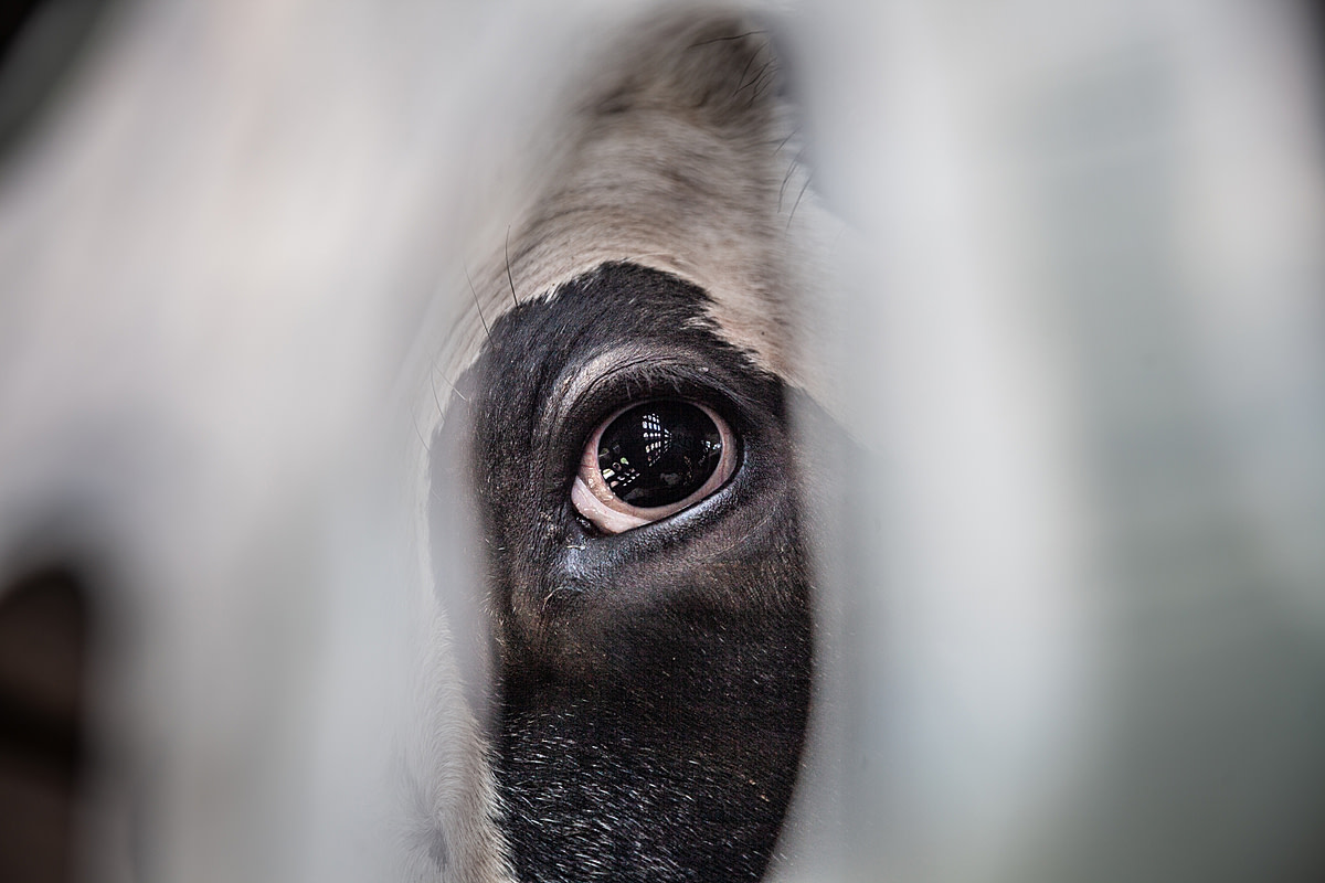 The interior of the transport truck is reflected in this cow's eye. Canada, 2018. Louise Jorgensen / HIDDEN / We Animals Media