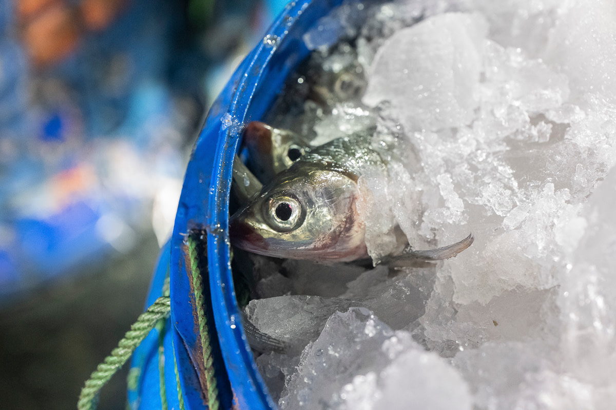 Close-up view of a dead milkfish, from the evening's harvest, packed in ice inside a transportation barrel and waiting to be sent to market on a fish farm. Indonesia, 2021. Lilly Agustina / Act for Farmed Animals / We Animals Media