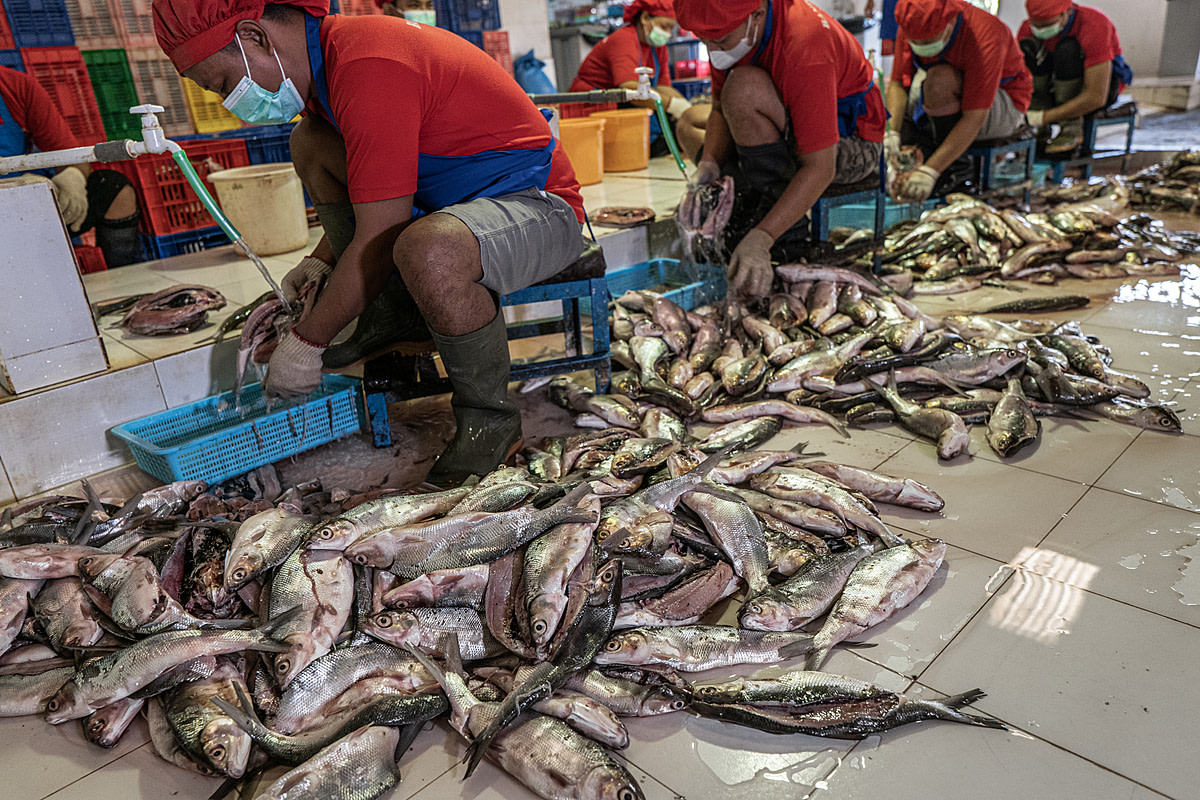A row of workers at an Indonesian milkfish warehouse pick up the dead bodies of milkfish from piles on the floor in order to clean them by removing each fish's gills by hand, then rinsing each fish in running water. Indonesia, 2021. Lilly Agustina / Act for Farmed Animals / We Animals Media