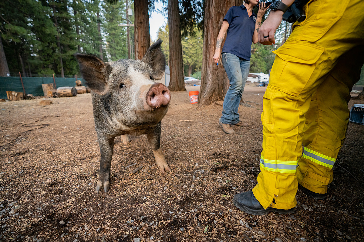 A pig stands close to his rescuers within the active Caldor Fire zone, before they relocate him to safety. Contributing photographer Nikki Ritcher was able to join alongside one seven-person animal rescue team amongst many that respond to calls from animal owners desperately trying to get animals out of the active fire zone and to a safe shelter. Often farm animals are not trailer-trained, nor are there evacuation routes set up on owners' property to get them safely into stock trailers. This circumstance creates an almost impossible feat for the volunteers to get these animals evacuated and volunteers have to spend hours trying to rescue them. Evacuation also adds unnecessary stress to the animals who are already fire-stressed and scared, all while putting the volunteers' lives at risk in an active fire zone. USA, 2021. Nikki Ritcher / We Animals Media.