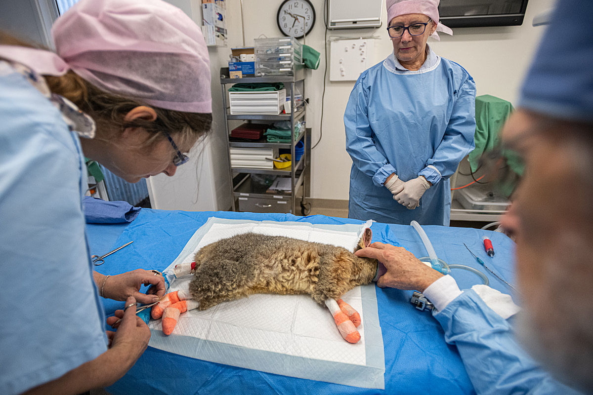 An injured possum receives treatment at Southern Cross Wildlife Care for severe burns caused by the bushfires. Tucked away in the forests near Mona Vale, New South Wales, staff at Southern Cross Wildlife Care worked around the clock during the cataclysmic bushfires that raged through the country in 2019-2020. While working with the team at Animals Australia, we documented the centre’s care of koalas, wallabies, possums, wombats, and echidnas. During the fires, the staff worked on location as well as at makeshift triage locations around the state. Australia, 2020. Jo-Anne McArthur / We Animals Media.
