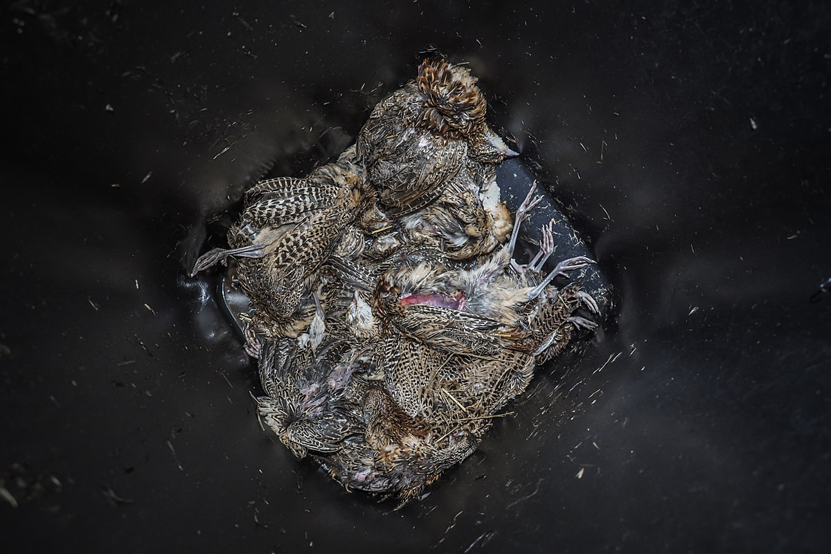 The bodies of several dead pheasants lie in a heap on the bottom of a trash bin at a pheasant farm in Czechia. These discarded individuals were raised on this farm for the purposes of meat production. Czechia, 2020. Lukas Vincour / Zvířata Nejíme / We Animals Media