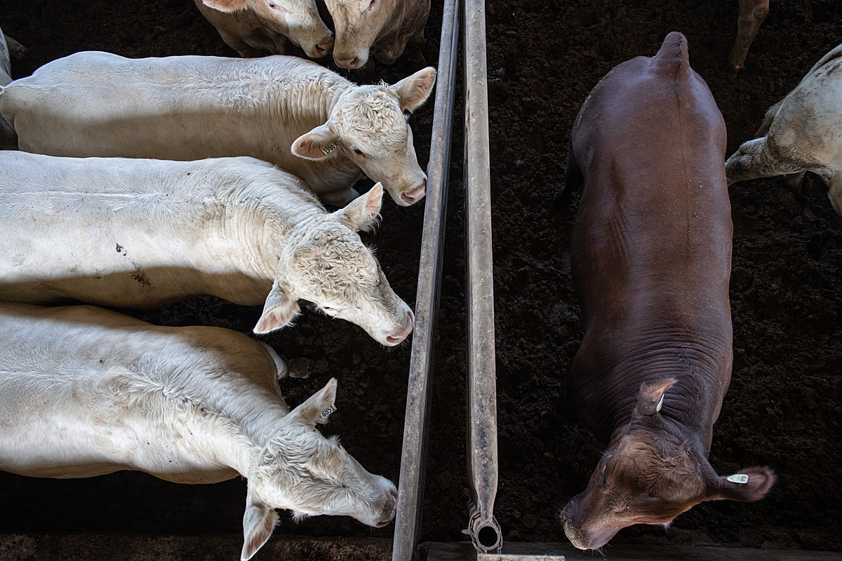 Cows and bulls living in a feedlot. Canada, 2022. Jo-Anne McArthur / We Animals Media