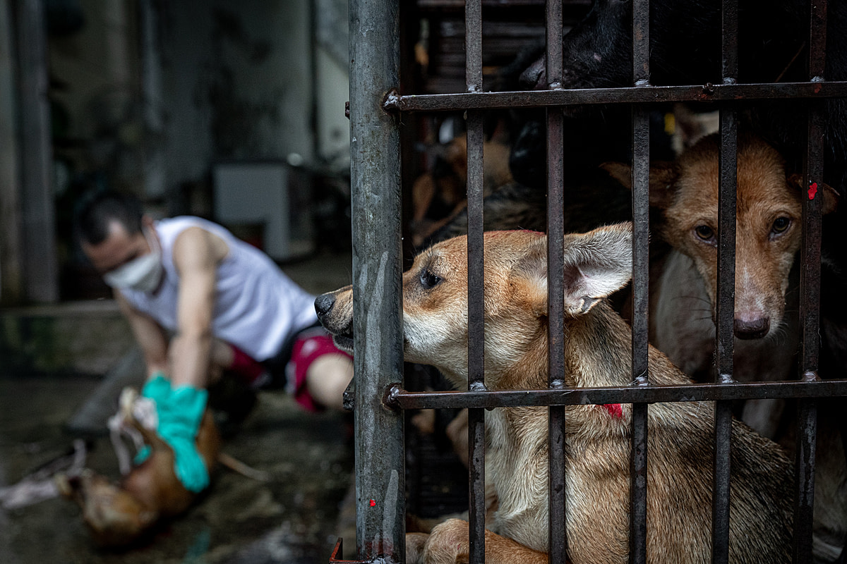 A dog pushes their snout through the bars of a cage while another peers into the camera at a slaughterhouse on Huu Hung Street in Hanoi, Vietnam. Destined to be killed for their meat, these caged dogs have a full view of the other individuals slaughtered before them. These dogs will suffer the same fate as the dead dog behind them, whose body lies on the ground as a worker extracts their internal organs. Vietnam, 2022.Aaron Gekoski / Asia for Animals Coalition / We Animals Media