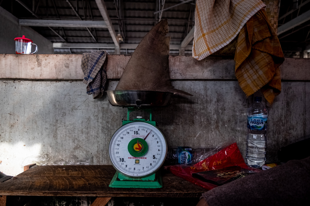 A shark fin sits atop a weigh scale at a traditional Indonesian market. The price per kilogram of a shark's fin is determined by its length.