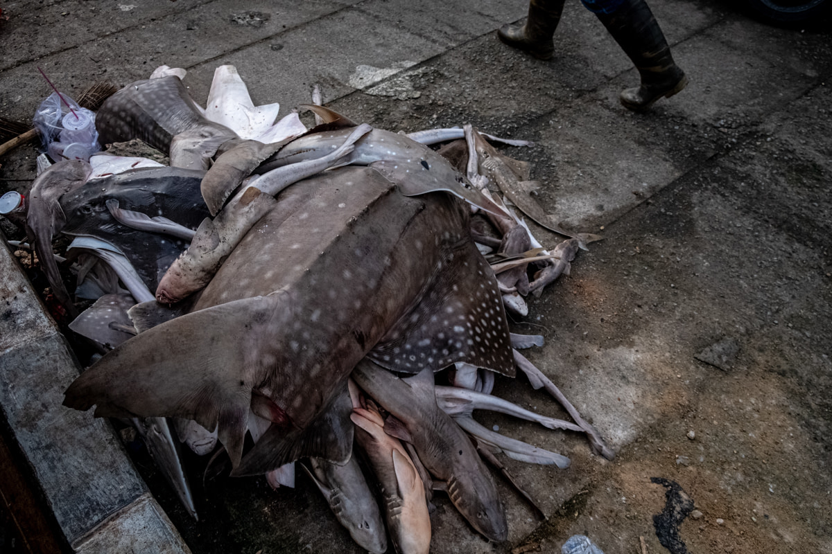Sharks lie in a pile at a traditional Indonesian market in a weighing area. Small sharks are weighed collectively as a group, and large sharks individually. Workers weigh the sharks before butchering them. Pangkalpinang, Bangka Belitung, Indonesia, 2022.