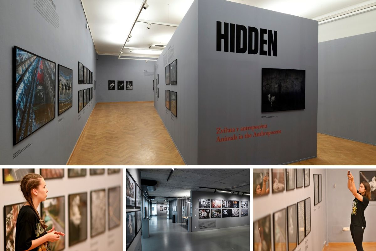 HIDDEN Exhibitions