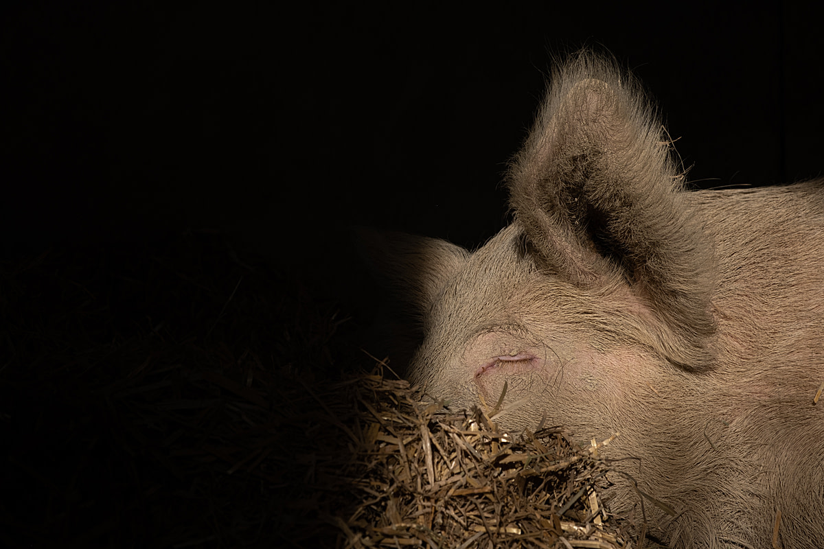 One of the resident pigs sleeps in straw at Sarah Heiligtags "Hof Narr" Lebenshof (sanctuary) in Hinteregg, Switzerland. At least five pigs live here in a spacious barn with an outdoor area and regular access to pasture. The pigs at Hof Narr will live here permanently for the rest of their natural lives. Hof Narr, Hinteregg, Zurich, Switzerland, 2022. Sabina Diethelm / We Animals Media