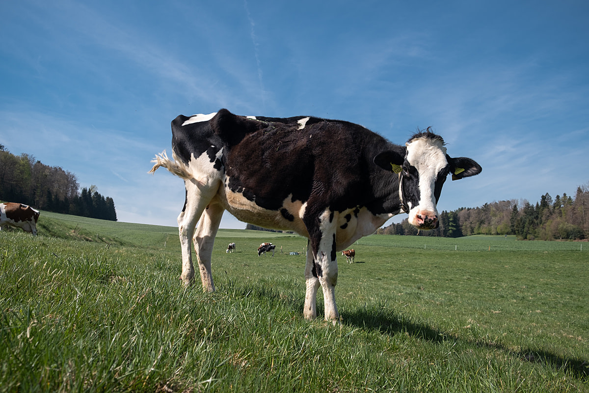 Bellinda, a three-year-old dairy cow, stands in the pasture at an "ausmelk" farm in Bern, Switzerland. She is noticeably thin and in poor health. Bellinda was brought here in order to be "milked out" for another year before being slaughtered. The farm owner, Corinne Hadorn, wants to stop exploiting the animals and transform the farm into a sanctuary. It is not clear whether Bellinda will live to see the change. Oberbutzberg 4, Bleienbach, Bern, Switzerland, 2022. Sabina Diethelm / We Animals Media