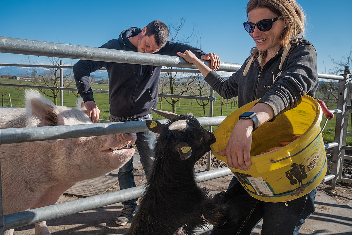Nala, a domestic pig, and mini-goat Nemo beg for treats from sanctuary owners Beat and Claudia Troxler at Lebenshof Aurelio, a farm animal sanctuary in Lucerne, Switzerland. Lebenshof Aurelio is a former dairy and pig farm that has been "transfarmed" into a vegan farm and sanctuary with the help of Sarah Heiligtag of the Hof Narr sanctuary. The animals live on the farm without any requirement to serve a human purpose. Lebenshof Aurelio, Buron, Lucerne, Switzerland, 2022. Sabina Diethelm / We Animals Media