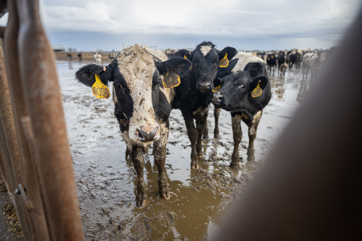 Wet and muddy dairy cows stand in receding flood waters after a series of eight atmospheric rivers battered the state of California since late December 2022. Elk Grove, California, USA, January 13, 2023. Nikki Ritcher / We Animals Media