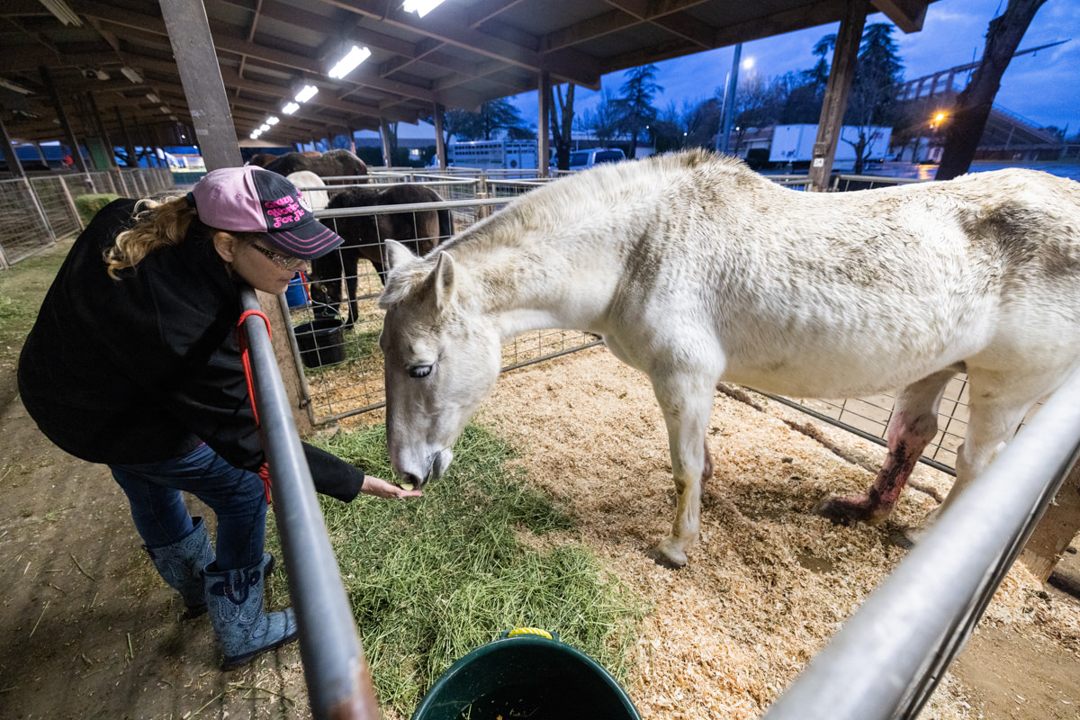 Jessica Esau, a volunteer animal worker tending to a rescued mare with a wounded leg after she was relocated to the Merced County Fairgrounds, an emergency shelter for farmed animals. The horse and ten others were rescued by boat from a ranch where flooded water levels were so high they had to swim to stay afloat. Merced, California, USA, January 14, 2023. Nikki Ritcher / We Animals Media