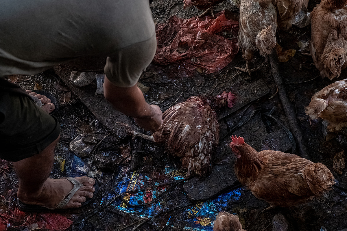 In the days before the Eid al-Fitr holiday, a seller at an Indonesian market picks up slaughtered chickens from a dirty floor to move them to a defeathering area. As Eid al-Fitr nears, customer demand for chicken meat markedly increases preceding the holiday celebrations. Pagi Market, Pangkalpinang, Bangka Belitung, Indonesia, 2023. Resha Juhari / We Animals Media