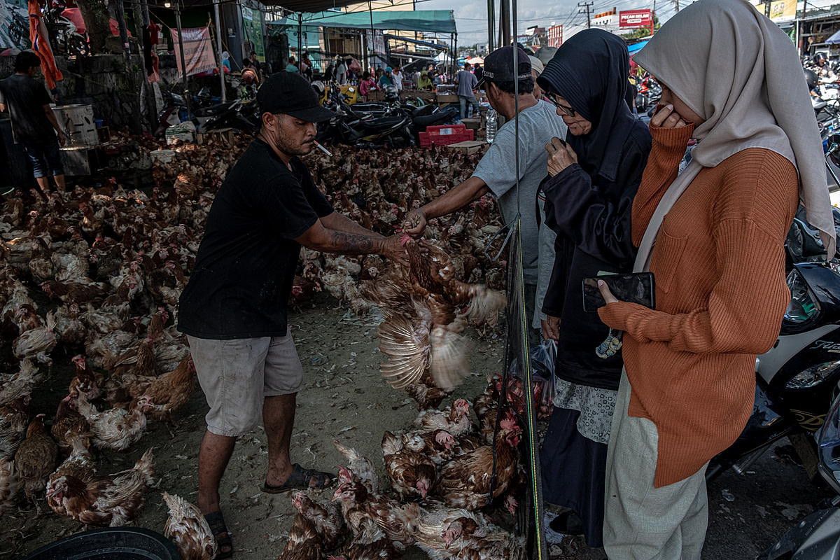 In the days before the Eid al-Fitr holiday, shoppers at a busy Indonesian market cover their noses to avoid the strong smell emanating from a chicken seller's stall. As Eid al-Fitr nears, customer demand for chicken meat markedly increases preceding the holiday celebrations. Pagi Market, Pangkalpinang, Bangka Belitung, Indonesia, 2023. Resha Juhari / We Animals Media