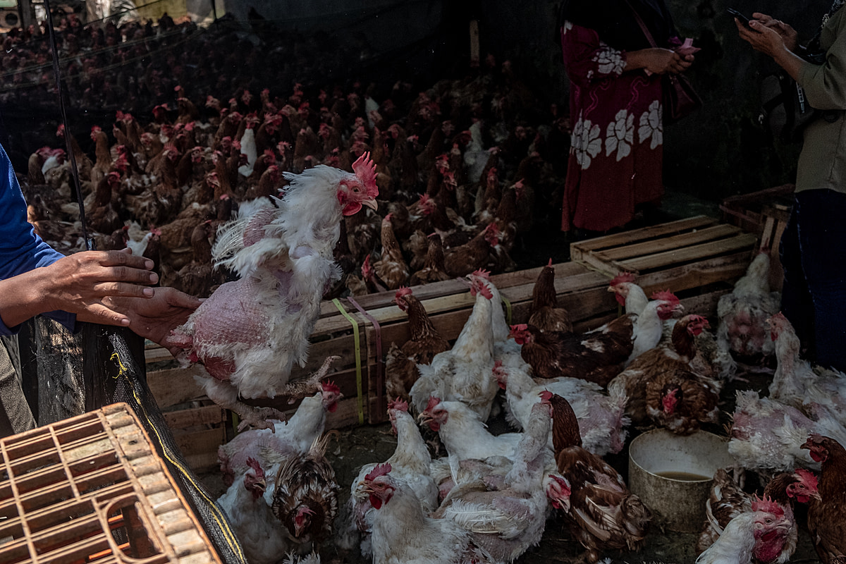 On a day preceding the Eid al-Fitr holiday, a chicken arriving at a seller's stall is dropped into a crowded enclosure at an Indonesian market. As Eid al-Fitr nears, broiler chicken sales markedly increase due to customer demand for chicken meat during the holiday celebrations. Pembangunan Market, Pangkalpinang, Bangka Belitung, Indonesia, 2023. Resha Juhari / We Animals Media