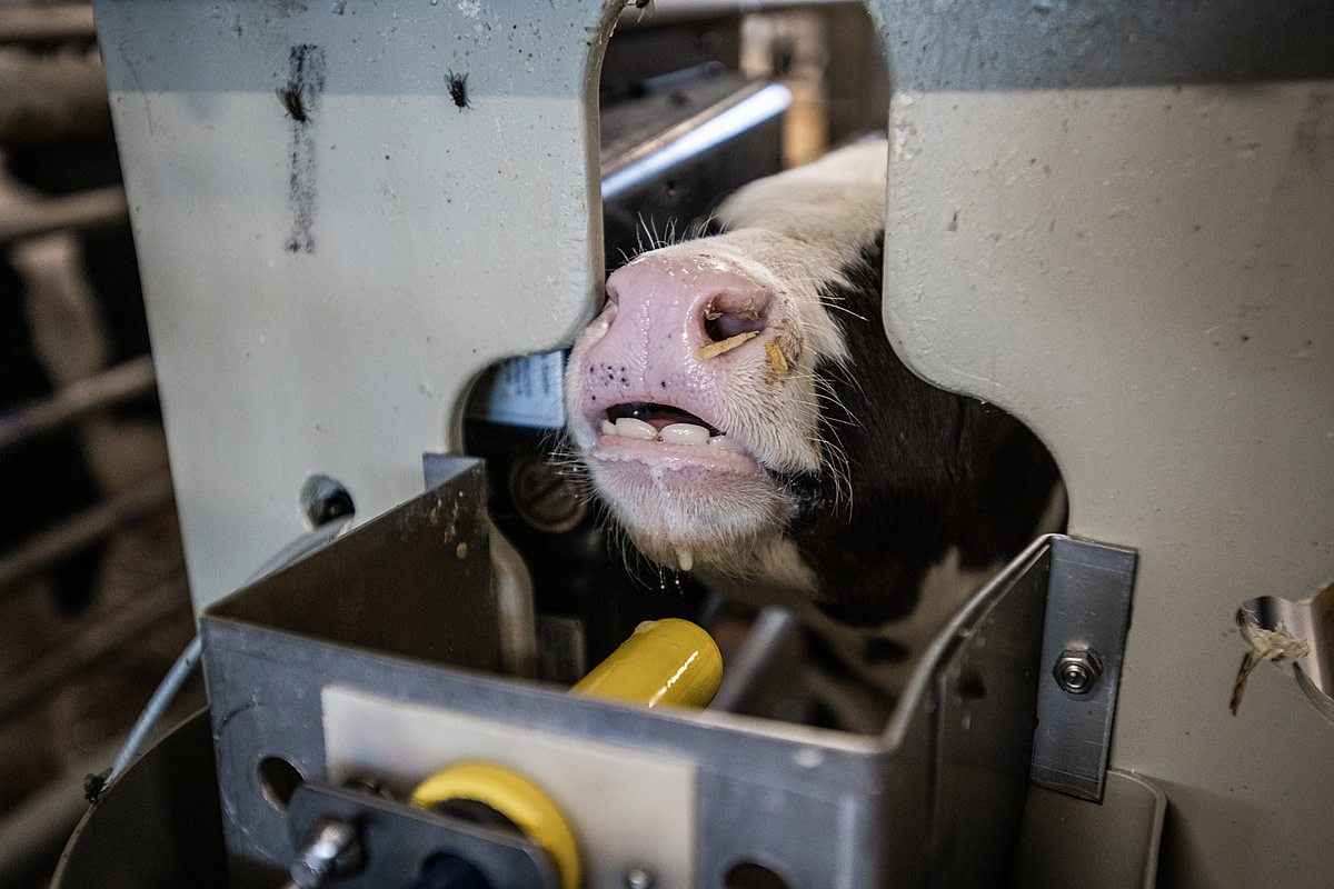 A calf pauses while drinking from the plastic teat of a mechanized milk dispenser. Quebec, Canada, 2022. Jo-Anne McArthur / We Animals Media