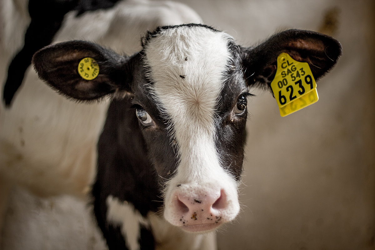 A calf in a stall at a dairy farm located in the Melipilla commune, Chile. She is less than a week old and has already had ear tags affixed to her ears. Chile, 2012. Gabriela Penela / We Animals Media