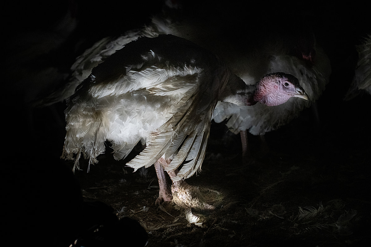 A turkey suffers from bumblefoot, also known as plantar pododermatitis, a common disorder of maturing males of the heavy breeds of turkeys. Canada, 2020. Jo-Anne McArthur / We Animals Media
