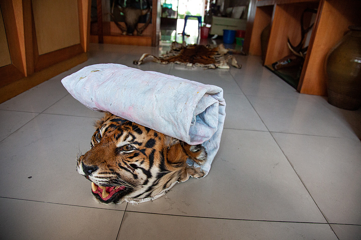 The processed skin of an Indochinese tiger is presented for sale. Wildlife trade continues unabated in this non-government controlled special region where endangered species are openly traded and consumed. Myanmar, 2009. Adam Oswell / We Animals Media