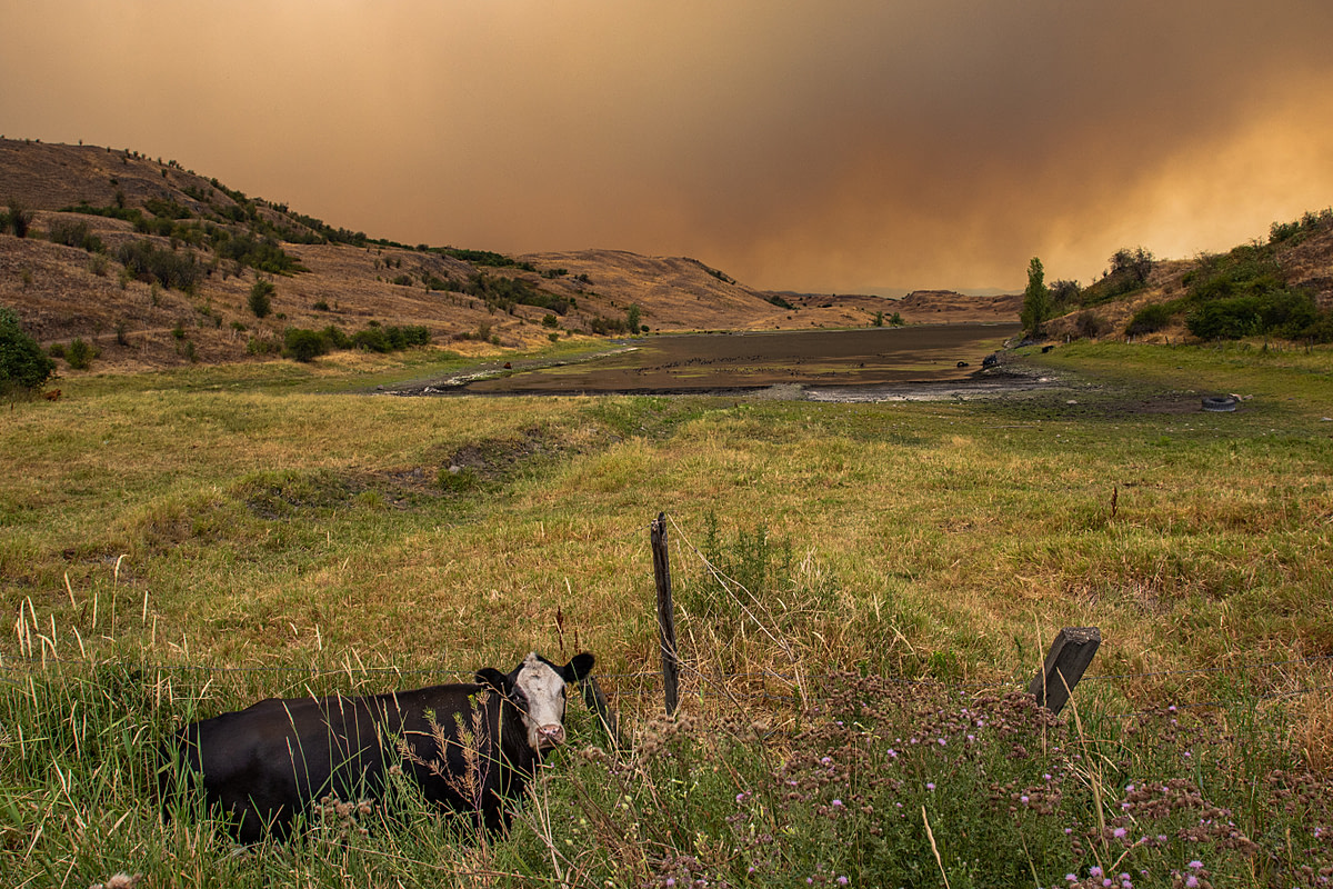Cows grazing near Goose Lake in Vernon BC. Thick smoke from the White Rock Lake wildfire billows in the background. As of early Aug 2021, there are 280 active wildfires burning in British Columbia. 33 are wildfires of note, meaning fires which are visible or pose a threat to public safety. B.C. Wildfire Service has responded 1,427 wildfires since April 1, 2021. Canada, 2021. We Animals Media.