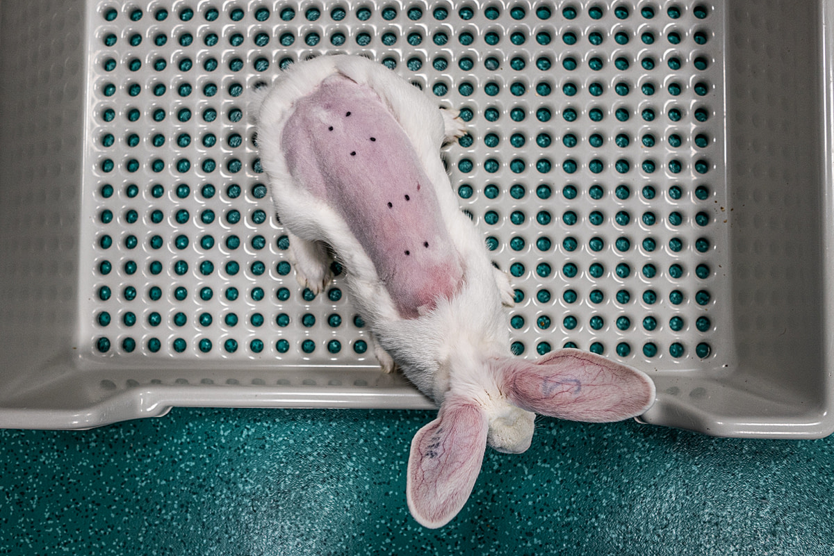 This rabbit’s back has been shaved and points marked in preparation for a product dermal toxicity test. Spain, 2018. Carlota Saorsa / HIDDEN / We Animals Media.