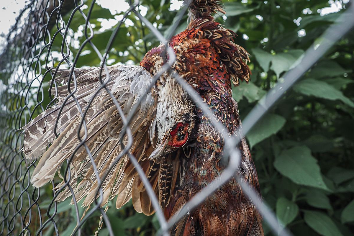 The remains of a common pheasant dangle from a wire fence at a pheasantry in Czechia. Pheasantries commonly raise these birds for the purpose of being hunted as game. Czechia, 2021. Lukas Vincour / Zvířata Nejíme / We Animals Media