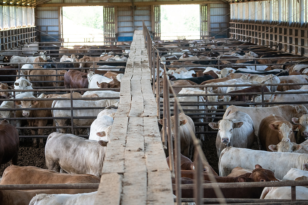 Cows and bulls living in a feedlot. Canada, 2022. Jo-Anne McArthur / We Animals Media