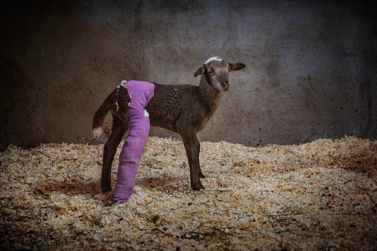 Five day old Armonia, at the Gaia sanctuary, was rescued from being sent to the slaughterhouse; she has a fractured tibia and her owners couldn’t take care of a sick sheep. Spain, 2020. Ana Palacios.