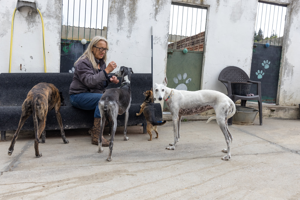The greyhounds Hanzel, Zara, Rhea and the little dog Gismo are four of the five dogs that Cobie Steketee, the director of this shelter, has adopted herself. Spain, 2021. Ana Palacios / We Animals Media