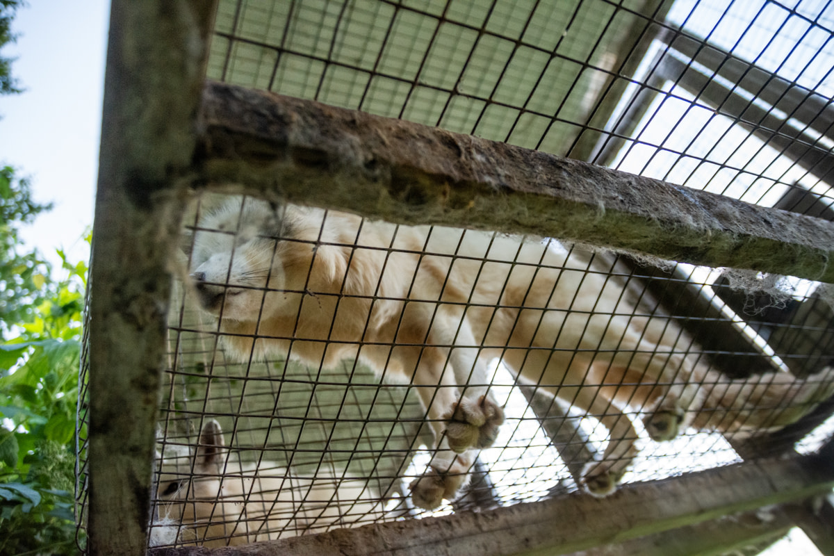 Two farmed foxes stand atop the wire of their barren wire mesh cage at a fur farm in Quebec, Canada. These calico or marble-coated foxes spend their entire lives, separated and typically alone, inside these types of cages. They are used for breeding or will eventually themselves be killed for their fur.