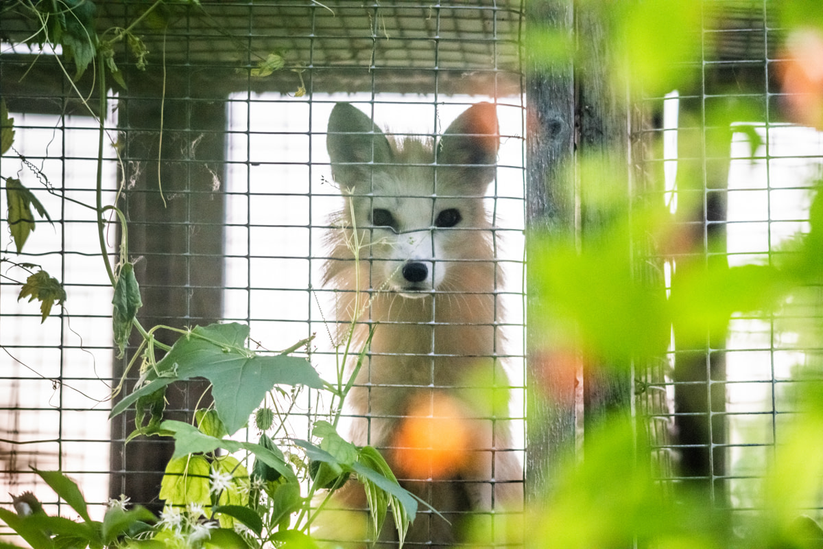 A farmed fox peers through the wire mesh of their barren cage at a fur farm in Quebec, Canada. This calico or marble-coated fox will spend their entire life confined, and typically alone, inside this type of cage. Foxes like this individual are used for breeding or will eventually be killed for their fur.
