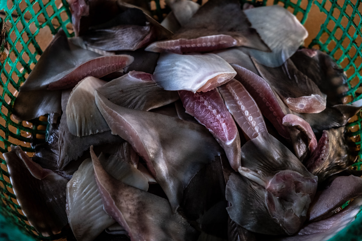 Small shark fins sit separated and waiting to be dried at a traditional Indonesian market. Though small, the fins still sell for considerably more than the meat from the rest of the animal and will be exported to Asian countries.