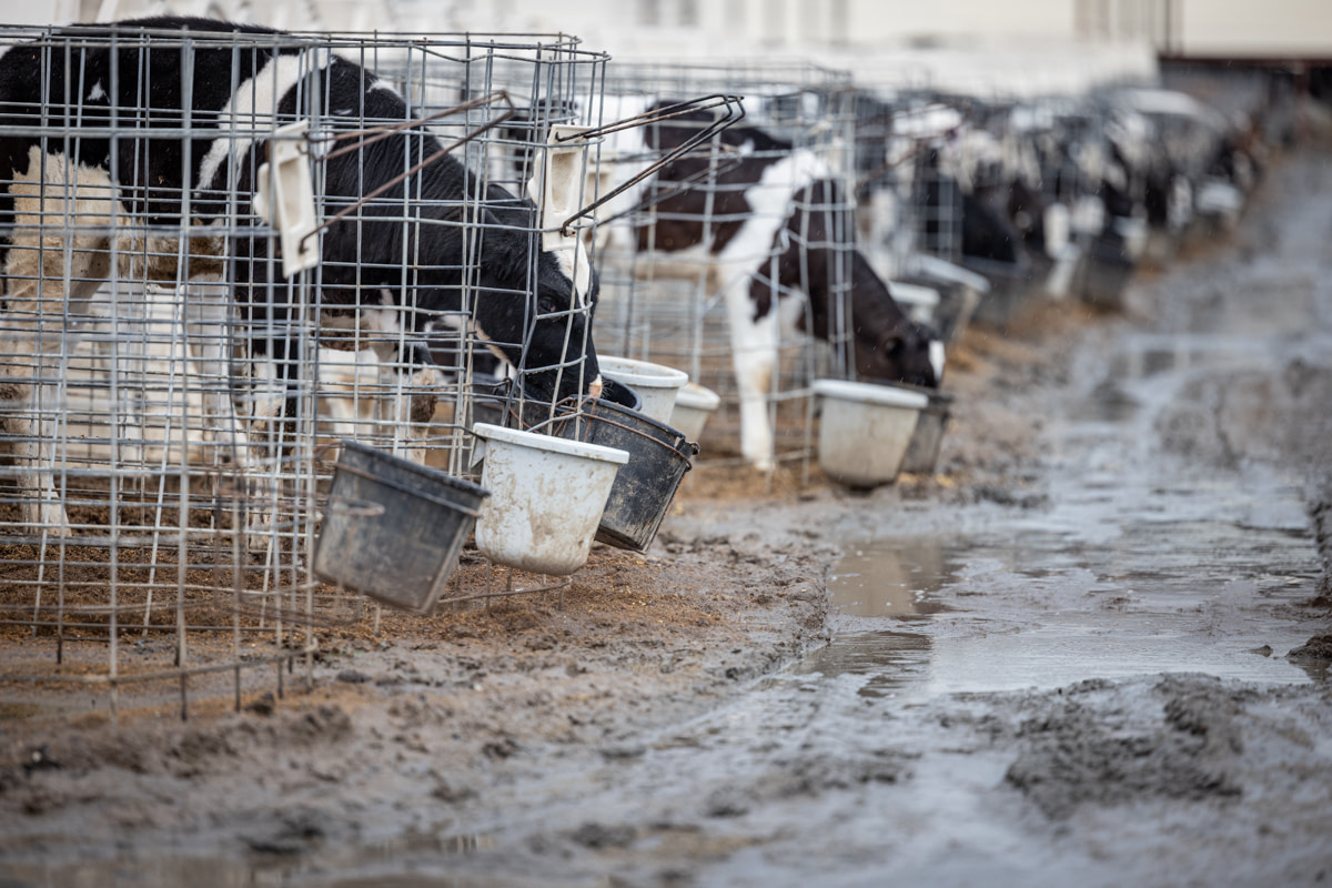 Dairy calves stand in receding flood waters after a series of eight atmospheric rivers battered the state of California since late December 2022. Lodi, California, USA, January 13, 2023. Nikki Ritcher / We Animals Media