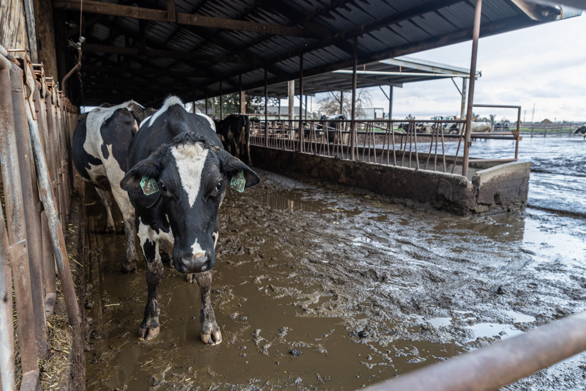 Dairy cows stand in muddy water to reach their feeding troughs following devastating flooding in Merced County due to a series of atmospheric rivers that battered the state of California starting in late December 2022. Atwater, California, USA, January 14, 2023. Nikki Ritcher / We Animals Media