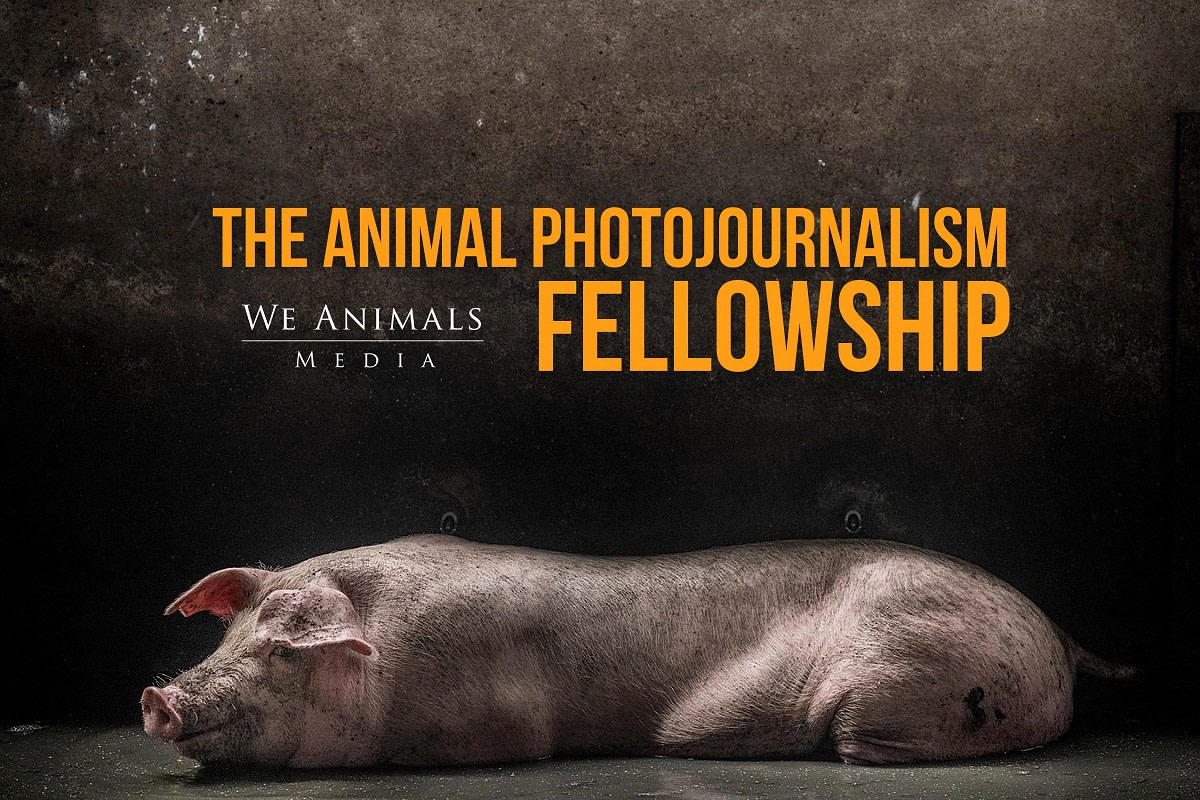 2023 Animal Photojournalism Fellowship - We Animals Media