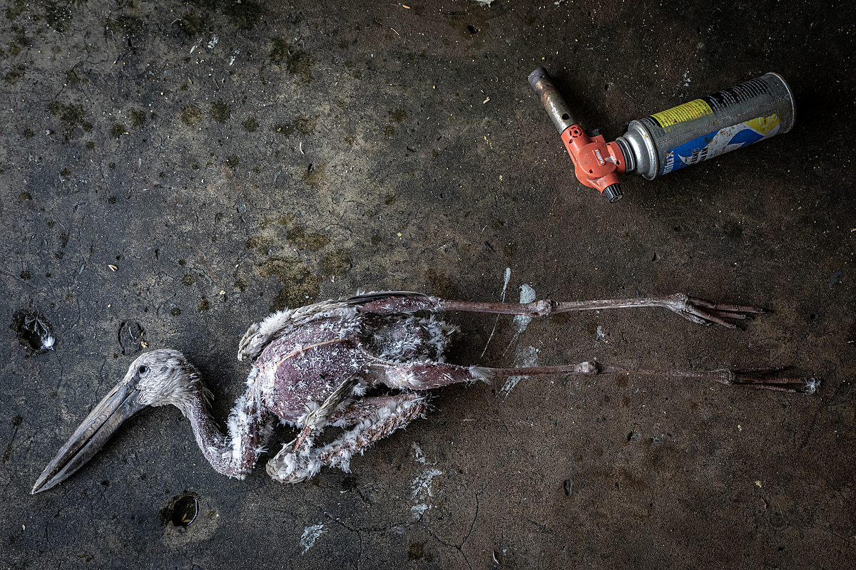 A dead stork laid out on the floor at the Thanh Hoa Bird Market, which is an exotic animal market in Vietnam. A torch on the floor beside them will be used to burn off their remaining feathers. Vietnam, 2022. Aaron Gekoski / Asia for Animals Coalition / We Animals Media