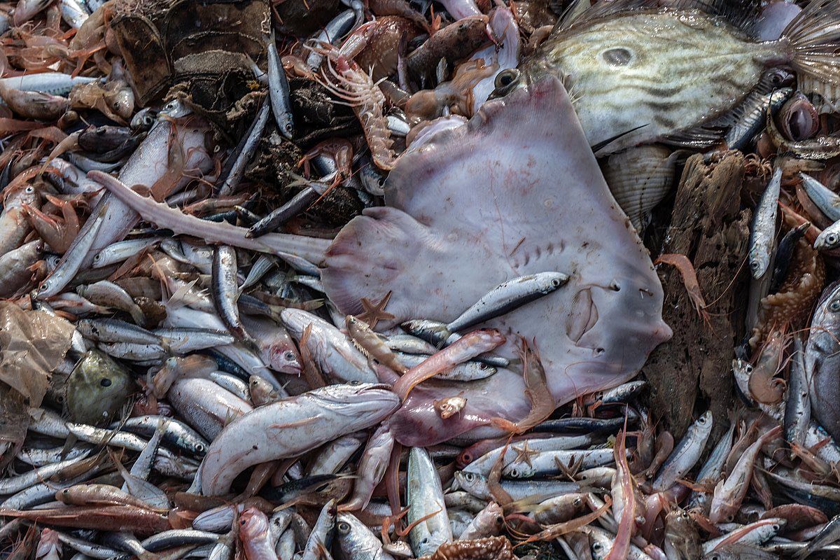 Detail of fish and a sting ray after being emptied from nets onto the deck of the fishing boat Fasilis. Greece, 2020/ Selene Magnolia / We Animals Media
