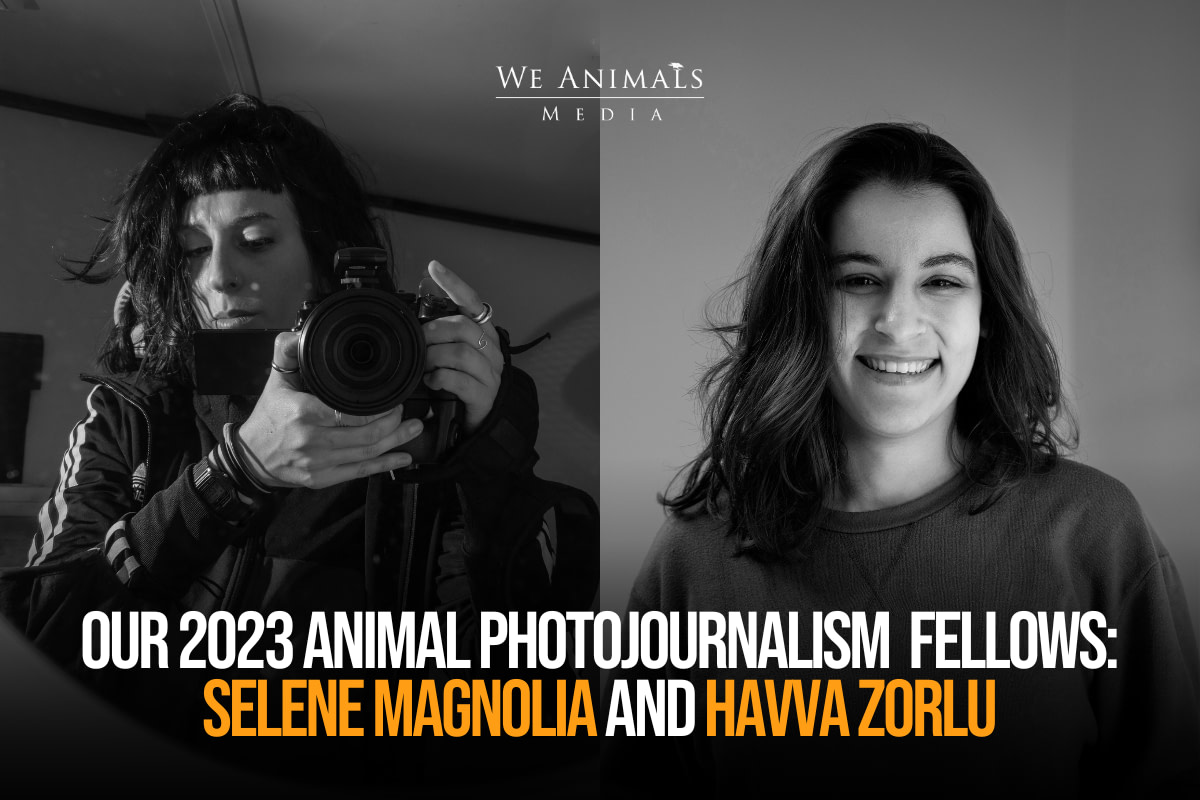 Our 2023 Animal Photojournalism Fellows: Selene Magnolia and Havva Zorlu