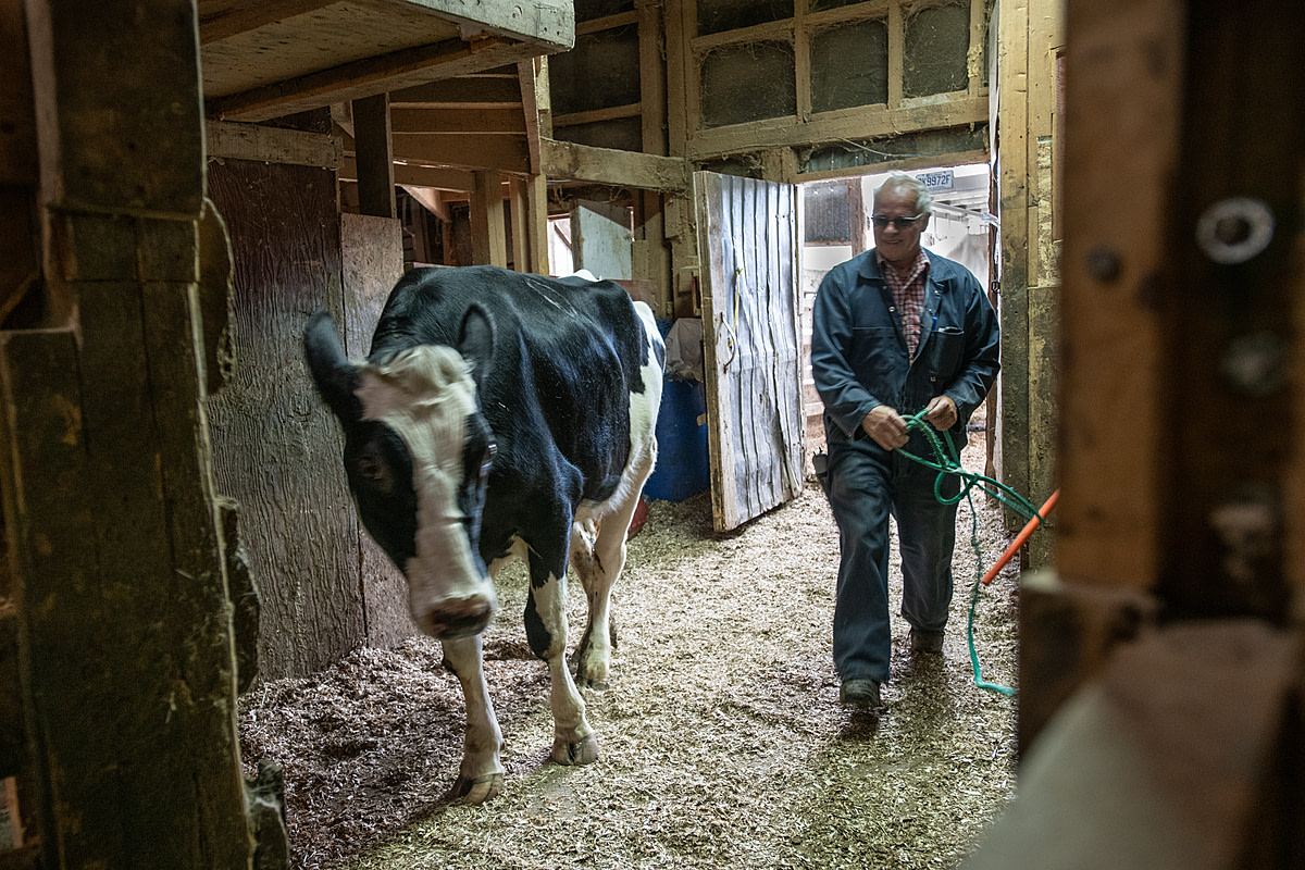 A thin dairy cow is ushered from a truck and into a sale yard. She will be auctioned and sent to slaughter. Canada, 2022. Jo-Anne McArthur / We Animals Media